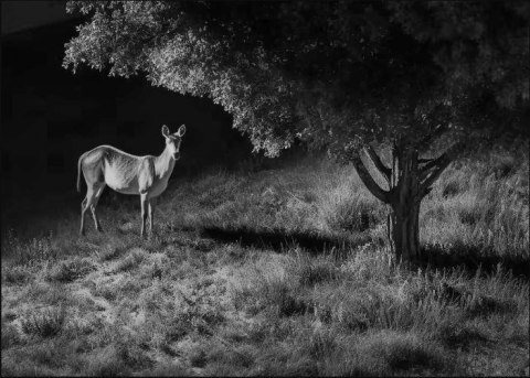 Fotopułapka Reolink Camovue 8MP LTE Talon Series S130 REOLINK