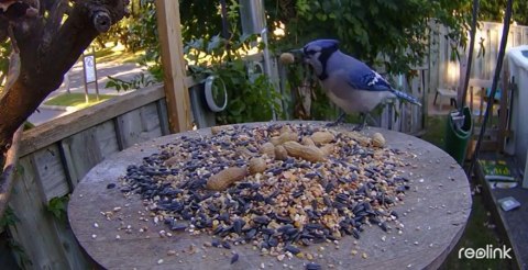 Kamera IP Reolink GO Series G330 camuflage z panelem solarnym REOLINK