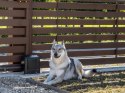 Napęd bram przesuwnych Beninca KWOLF624.P2 24V zestaw do 600kg